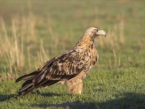 Juvenile Iberian Eagle, Spanish Imperial Eagle (Aquila adalberti), Extremadura, Castilla La Mancha,