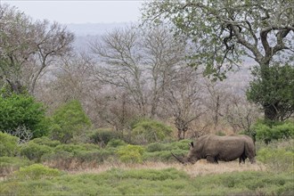 Southern white rhinoceros (Ceratotherium simum simum), adult male foraging in the thickets, morning