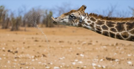 Angolan giraffe (Giraffa giraffa angolensis) drinking, with upturned lip, funny, animal portrait,