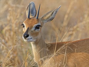 Steenbok (Raphicerus campestris), adult male standing in tall dry grass, looking towards camera,