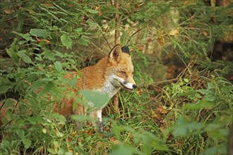 Red fox (Vulpes vulpes)