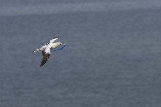 Northern gannet (Morus bassanus) adult bird in flight carrying a piece of plastic waste in its