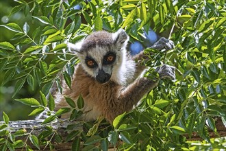 Ring-tailed lemur (Lemur catta) in tree eating leaves, Isalo National Park, Ihorombe Region,