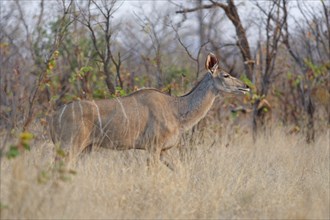 Greater kudu (Tragelaphus strepsiceros), adult female walking in tall dry grass, Kruger National