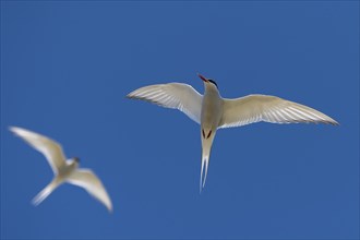 Arctic terns (Sterna paradisea) in flight, Reykjanes, Iceland, Europe