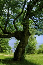 Old sycamore maple at Barmsee, Krün, Werdenfelser Land, Upper Bavaria, Bavaria, Germany, Europe