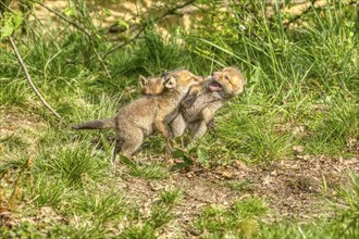 Red fox (Vulpes vulpes), Three young foxes playing together in nature