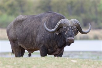 Cape buffalo (Syncerus caffer caffer), adult male standing on the banks of the Letaba River, animal