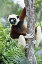 Crown sifaka, Madagascar, Coquerels crown sifaka, Prophitecus verreauxi coquereli, Madagascar,