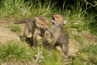 Red fox (Vulpes vulpes), Two young fox cubs play and tussle with each other in the grass