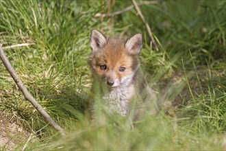 Red fox (Vulpes vulpes), A young fox curiously observes its surroundings from a hiding place