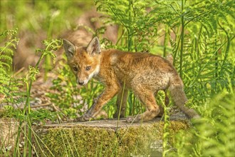 Red fox (Vulpes vulpes), A fox cub in the sunlight on a tree trunk