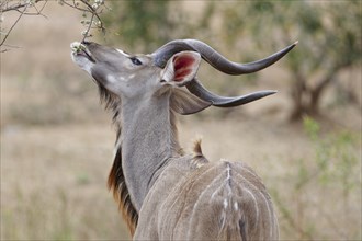 Greater kudu (Tragelaphus strepsiceros), adult male feeding on flowering buds, Kruger National