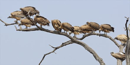 White-backed vultures (Gyps africanus), group of adult vultures perched on a branch at the top of a