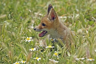 Red fox, Vulpes vulpes, fox, wildlife, young animal