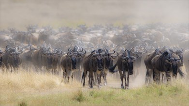 Africa, Wildebeest migration in Kenya, Masai Mara, Wildebeest herd crosses river