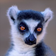 Crown sifaka, Madagascar, Coquerels crown sifaka, Prophitecus verreauxi coquereli, Madagascar,