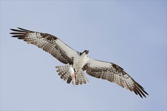 Western osprey (Pandion haliaetus) flying with preyed fish, Everglades National Park, Florida, USA,