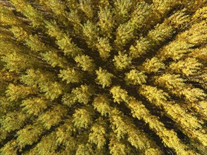 European Aspen (Populus tremula) in autumnal colours. Cultivated for timber. Aerial view. Drone