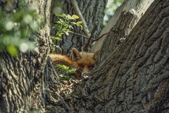 Red fox (Vulpes vulpes) on a tree. Strasbourg, Bas Rhin, Alsace, France, Europe