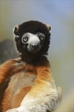 Crown sifaka (Propithecus coronatus, Propithecus verreauxi coronatus), portrait, captive, native to