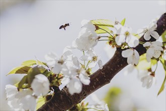 Bee on a cherry blossom, photographed in Jauernick-Buschbach, 12/04/2024