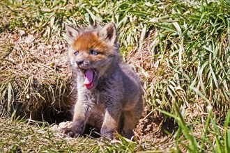 Young fox in front of the foxhole, Lower Saxony, Federal Republic of Germany