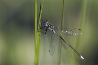 Blue-tailed damselfly (Ischnura elegans) on a stalk, IsojÃ¤rvi National Park, Finland, Europe