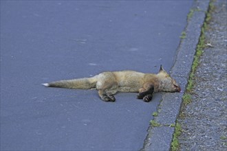 Red fox (Vulpes vulpes), A dead fox lying on the tarmac by the roadside