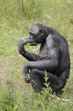 Bonobo or bonobo (Pan paniscus), female, captive, occurring in the Congo