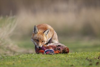 Red fox (Vulpes vulpes) adult animal feeding on a dead Common Pheasant (Phasianus colchicus) in the