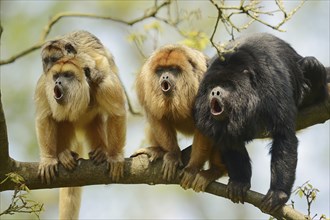 Black howler (Alouatta caraya), male and female calling with young, captive, occurring in South