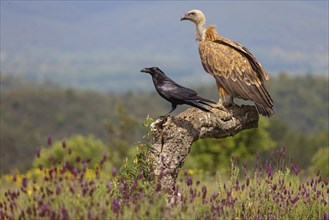 Griffon Vulture, Eurasian Griffon Vulture, Griffon Vulture, Eurasian Griffon, (Gyps fulvu), Vautour