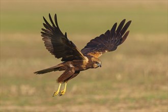 Western marsh-harrier (Circus aeruginosus), Hides de El Taray / Raptor Hide, Villafranca de los