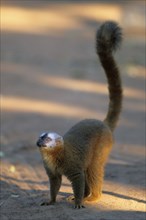 Crown sifaka, Madagascar, Coquerels crown sifaka, Prophitecus verreauxi coquereli, Madagascar,