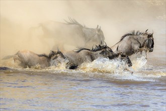 Africa, Wildebeest migration in Kenya, Masai Mara, Wildebeest herd crosses river