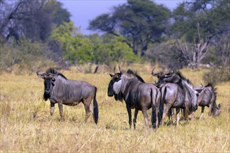 Southern blue wildebeest (Connochaetes t. tairinus), Botswana, Botswana, Africa