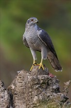 Northern northern goshawk (Accipiter gentilis), Autour des palombes, Hides De Calera / Goshawk