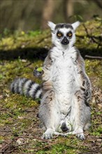 Ring-tailed lemur (Lemur catta), sunbathing, France, Europe