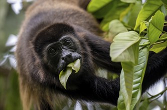 Mantled howler (Alouatta palliata) eating leaves in a tree, Cahuita National Park, Costa Rica,