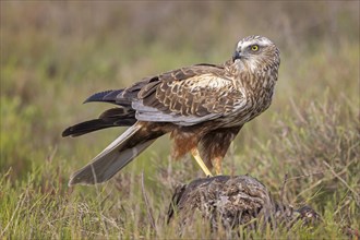 Western marsh-harrier (Circus aeruginosus) medium-sized bird of prey, male, hunting in reeds,