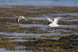 Arctic terns (Sterna paradisea) in flight, Iceland, Europe