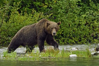 Brown bear (Ursus arctos) striding along the shore, Lake Clarke National Park, Alaska, USA, North