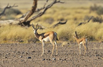 Springbok (Antidorcas marsupialis) with young in the Sossusvlei, Sossus Vlei, Namib desert,