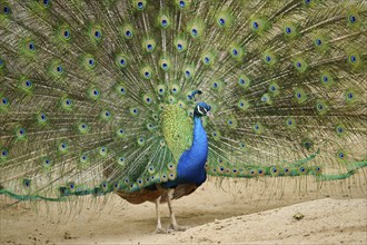 Indian peafowl (Pavo cristatus) spread one's tail (feathers) on the ground, Spain, Europe