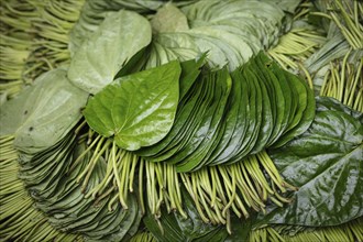 Betel leaves in a shop at Sadarghat, river quay at Buriganga, Dhaka, Bangladesh, Asia