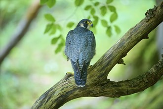 Peregrine Falcon (Falco peregrinus), adult sitting on branch in forest, Bohemian Forest, Czech