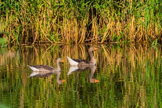 Greylag geese (Anser anser), neustadt am Rübenberge, Germany, Europe