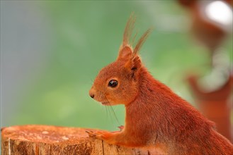 Eurasian red squirrel (Sciurus vulgaris), in the garden, animal portrait. North Rhine-Westphalia,