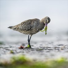 Black-tailed Godwit (Limosa limosa), birds feeding on the beach at low tide